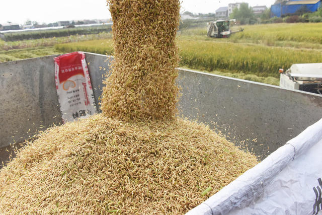 农业  粮食生产  收割机  优质晚稻  市场竞争力  增效增收