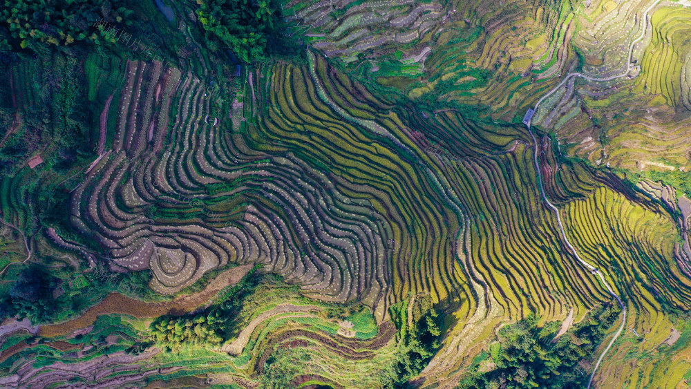 紫鹊界梯田 水稻 金秋时节