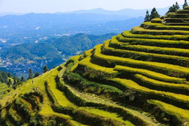 紫鹊界梯田 水稻 金秋时节