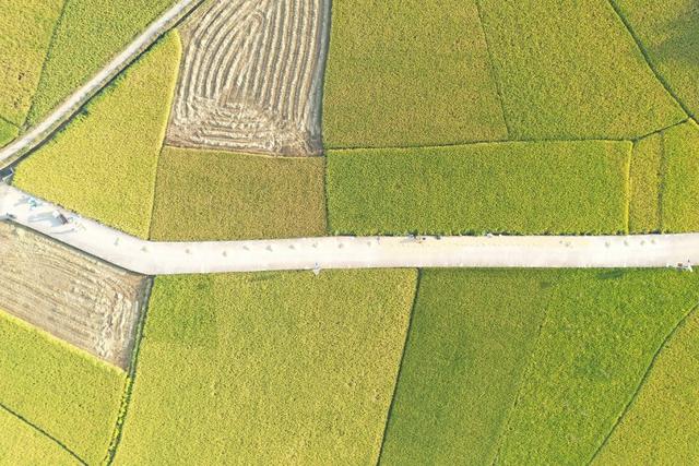 晚稻 丰收  晒谷