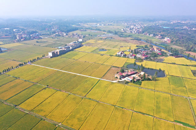 水稻  丰收  画卷  金黄  新农村  乡村振兴