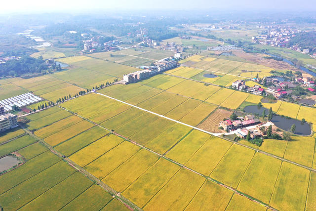 水稻  丰收  画卷  金黄  新农村  乡村振兴
