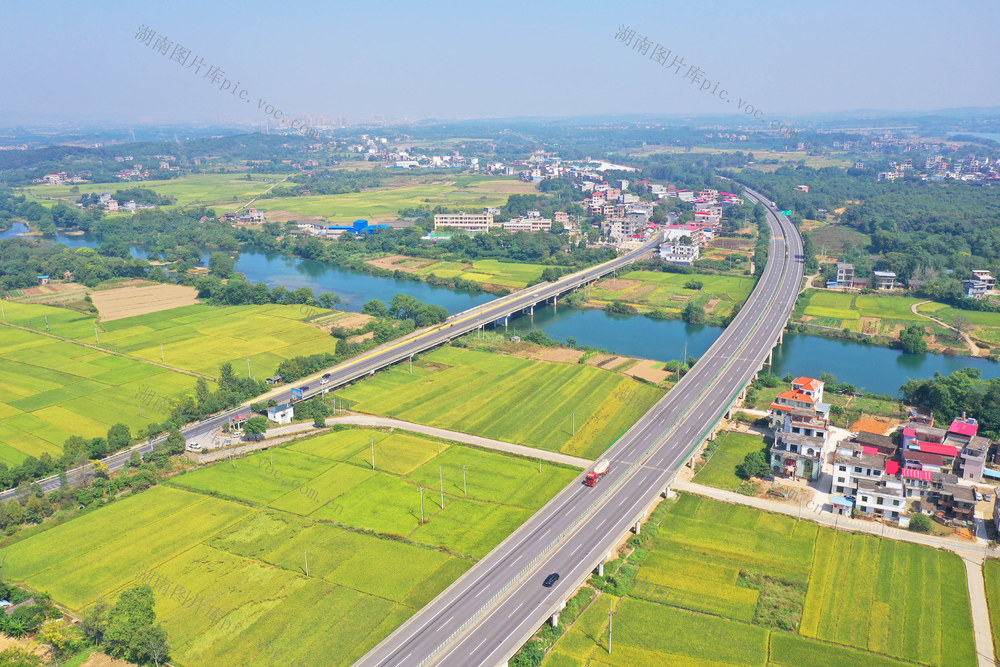 秋景 晚稻 公路