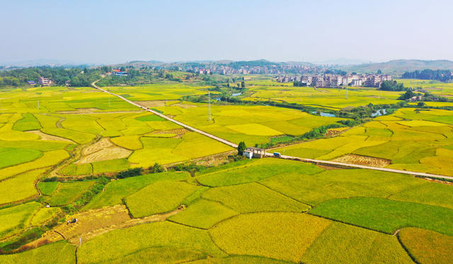 水稻  铺金  丰收  景象