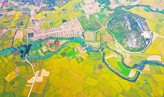 水稻  铺金  丰收  景象