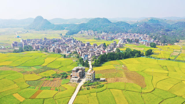 水稻  铺金  丰收  景象