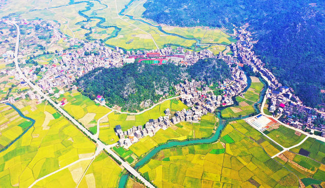 水稻  铺金  丰收  景象