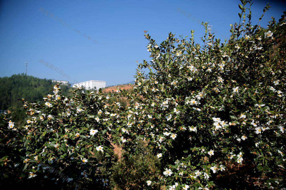 湖南桂东 油茶林园 油茶花