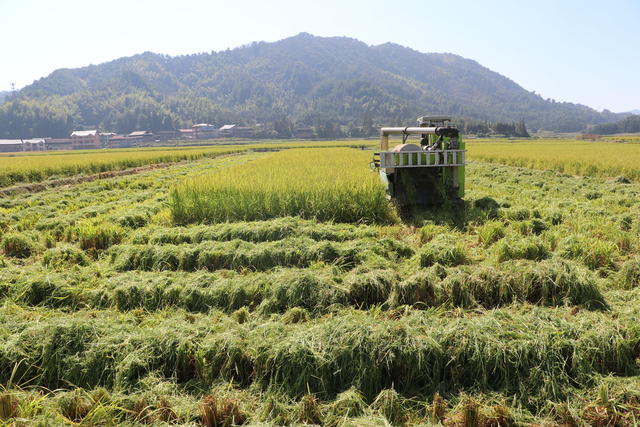 杂交水稻制种
开镰采收