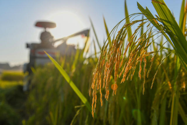农民
农村
晚稻
收割
粮食
道县