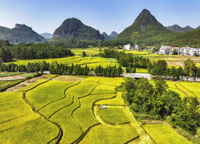 金秋 丰收 稻田 秋景 田园综合体 农旅融合 农副产品精深加工 乡村旅游 粮食生产 高标准农田