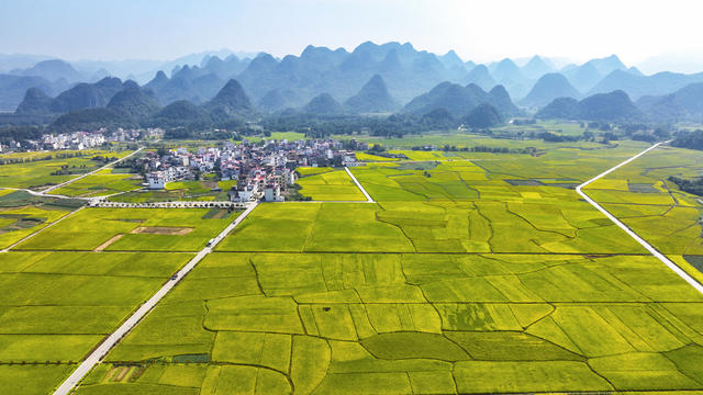 金秋 丰收 稻田 秋景 田园综合体 农旅融合 农副产品精深加工 乡村旅游 粮食生产 高标准农田