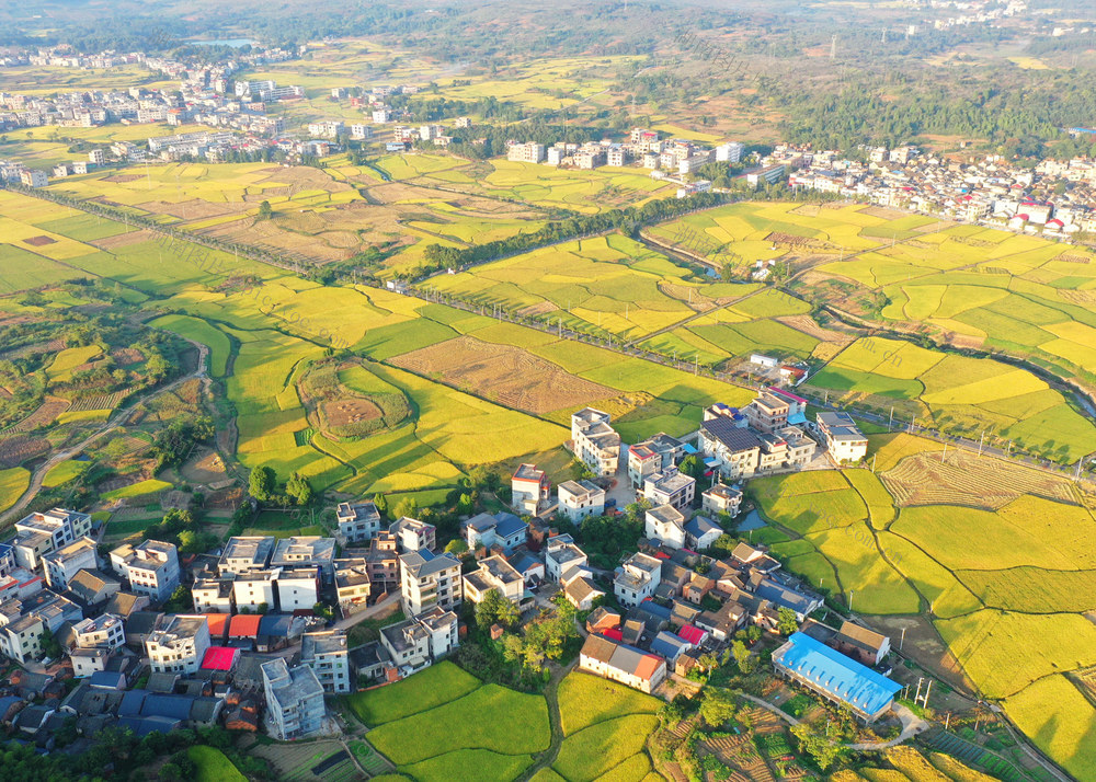 嘉禾：大地铺金  乡村如画