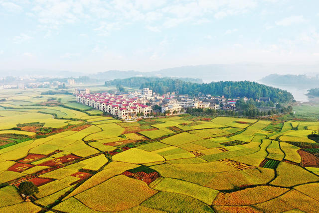 嘉禾：大地铺金  乡村如画