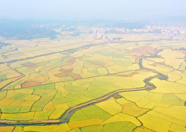 嘉禾：大地铺金  乡村如画