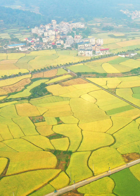 嘉禾：大地铺金  乡村如画
