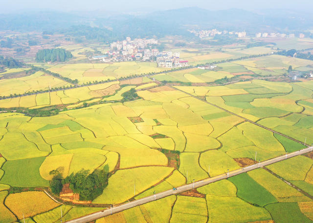 嘉禾：大地铺金  乡村如画