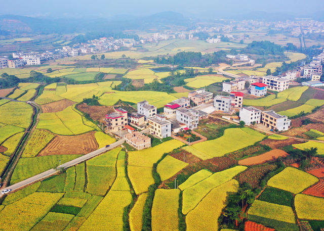 嘉禾：大地铺金  乡村如画