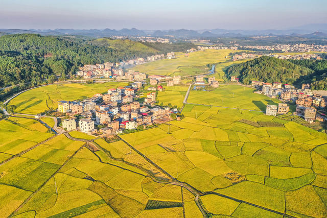 田园 金秋 水稻 稻田 丰收 美丽乡村 村庄