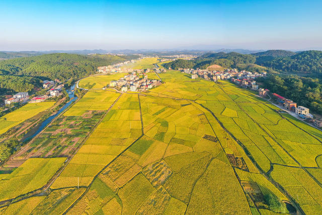 田园 金秋 水稻 稻田 丰收 美丽乡村 村庄