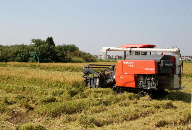  Reversed planting of spring rice yielded a bumper harvest