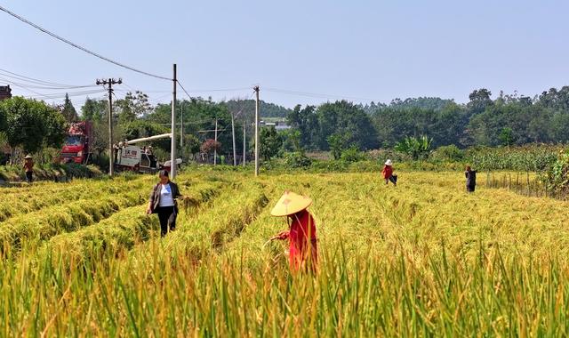 湖南  常宁  晚稻  抢收