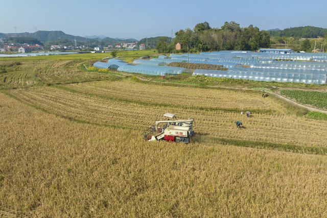 金秋 农民 收割稻谷 忙农事 湖南娄底