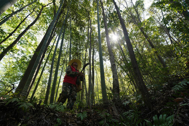 护林员  巡山  湿地  林区  保护 生态