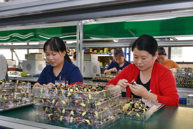 外贸订单生产忙
