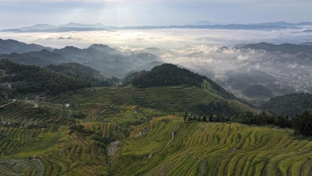 紫鹊界梯田 紫鹊界 梯田 秋收 风景 田园风光 秋天 乡村风景