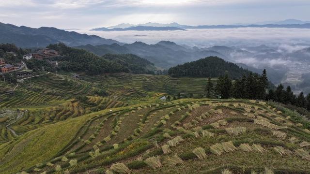 紫鹊界梯田 紫鹊界 梯田 秋收 风景 田园风光 秋天 乡村风景