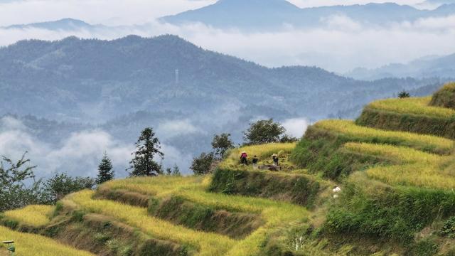 紫鹊界梯田 紫鹊界 梯田 秋收 风景 田园风光 秋天 乡村风景