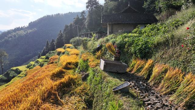 紫鹊界梯田 紫鹊界 梯田 秋收 风景 田园风光 秋天 乡村风景