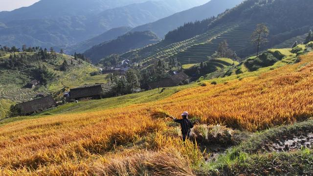 紫鹊界梯田 紫鹊界 梯田 秋收 风景 田园风光 秋天 乡村风景