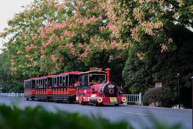 橘子洲，栾树，金秋时节，美不胜收，