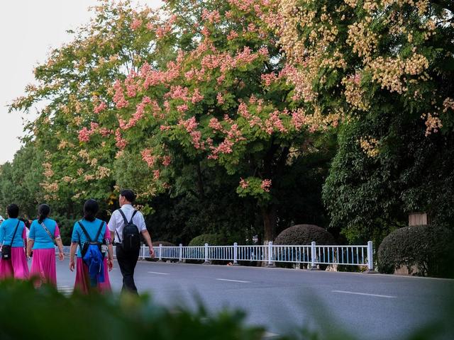 橘子洲，栾树，金秋时节，美不胜收，