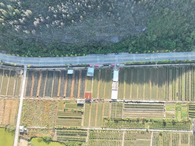 农业
田园
秋色
特色种植