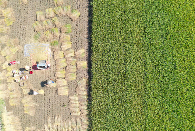 晚稻 收割 景美