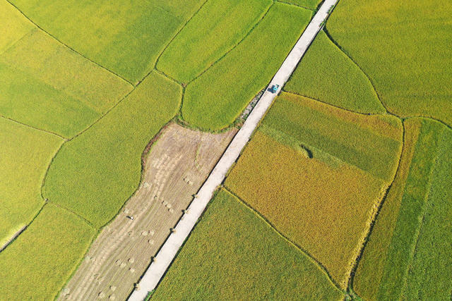 晚稻 收割 景美