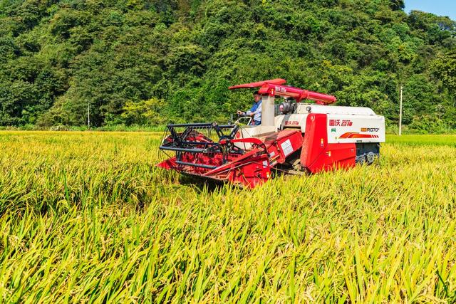 粮食生产  晚稻收割