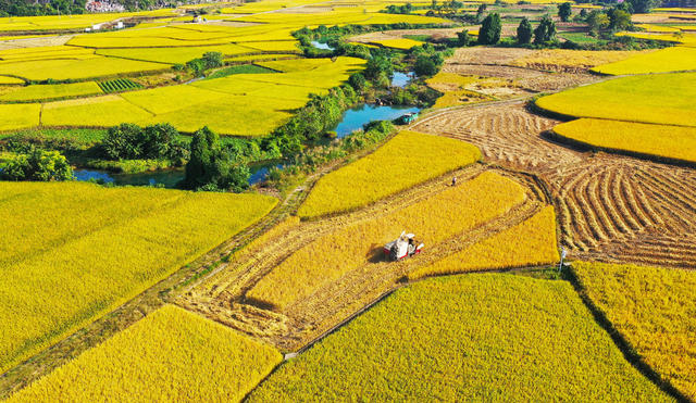 水稻  收割   丰收   归仓