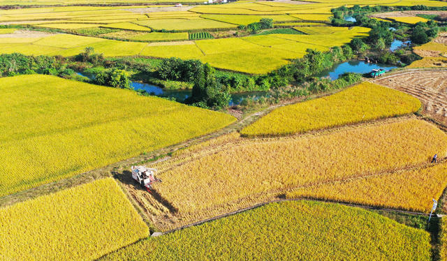 水稻  收割   丰收   归仓