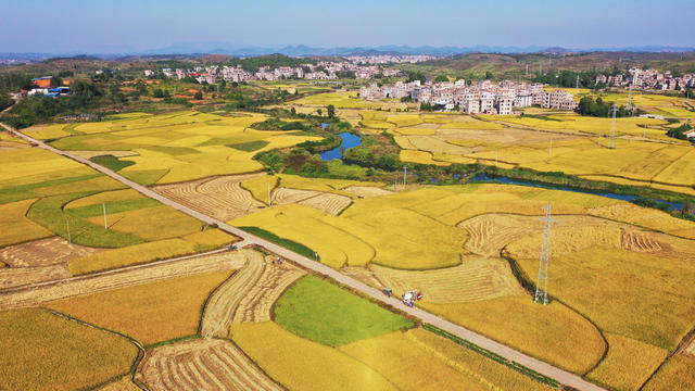 水稻  收割   丰收   归仓