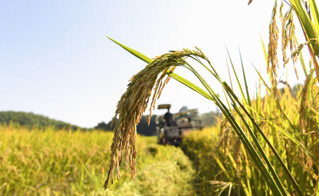金秋 晚稻 稻谷 秋粮 收获 丰收 粮食