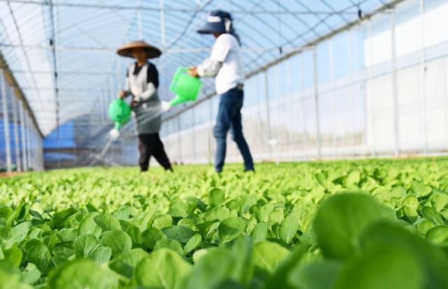  冬种  油菜  增收