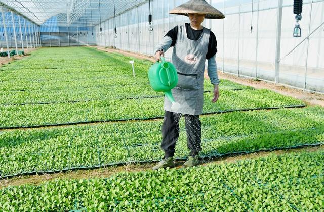  冬种  油菜  增收