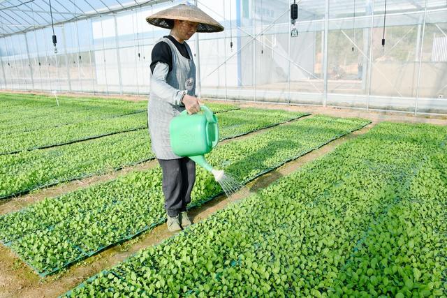  冬种  油菜  增收