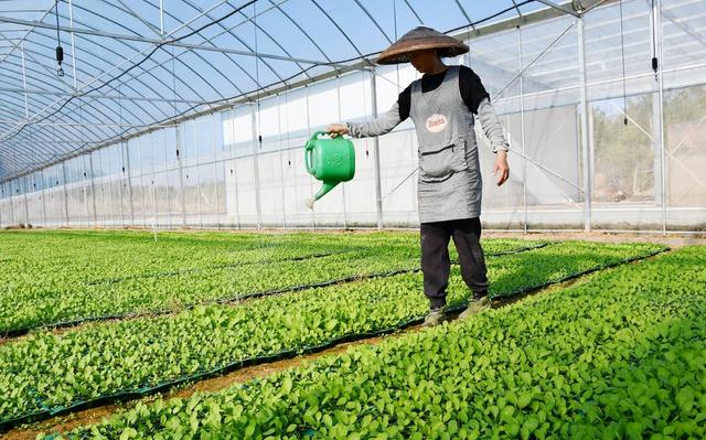  冬种  油菜  增收