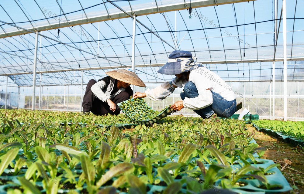 蔬菜  管护