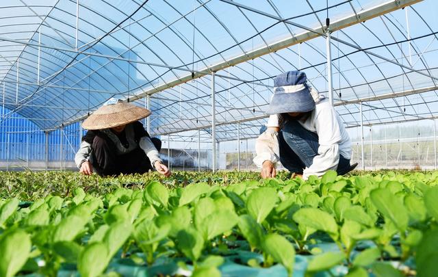 蔬菜  管护